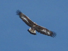 Un aigle royal au dessus de Névache